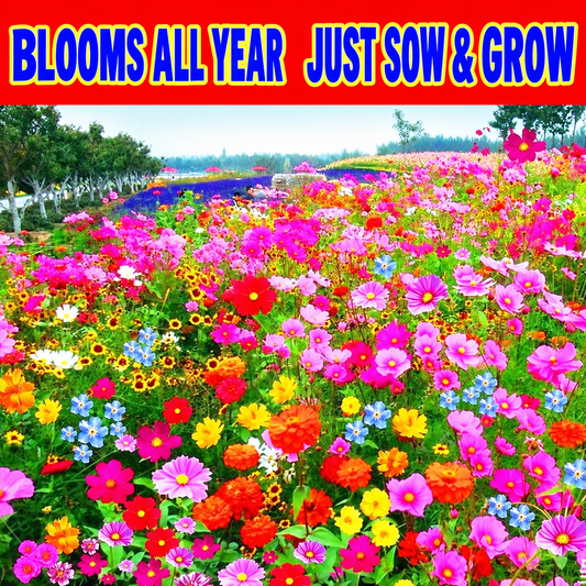 Premium Wildflower Seeds 🌸