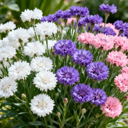 Premium Cornflower Seeds🌸