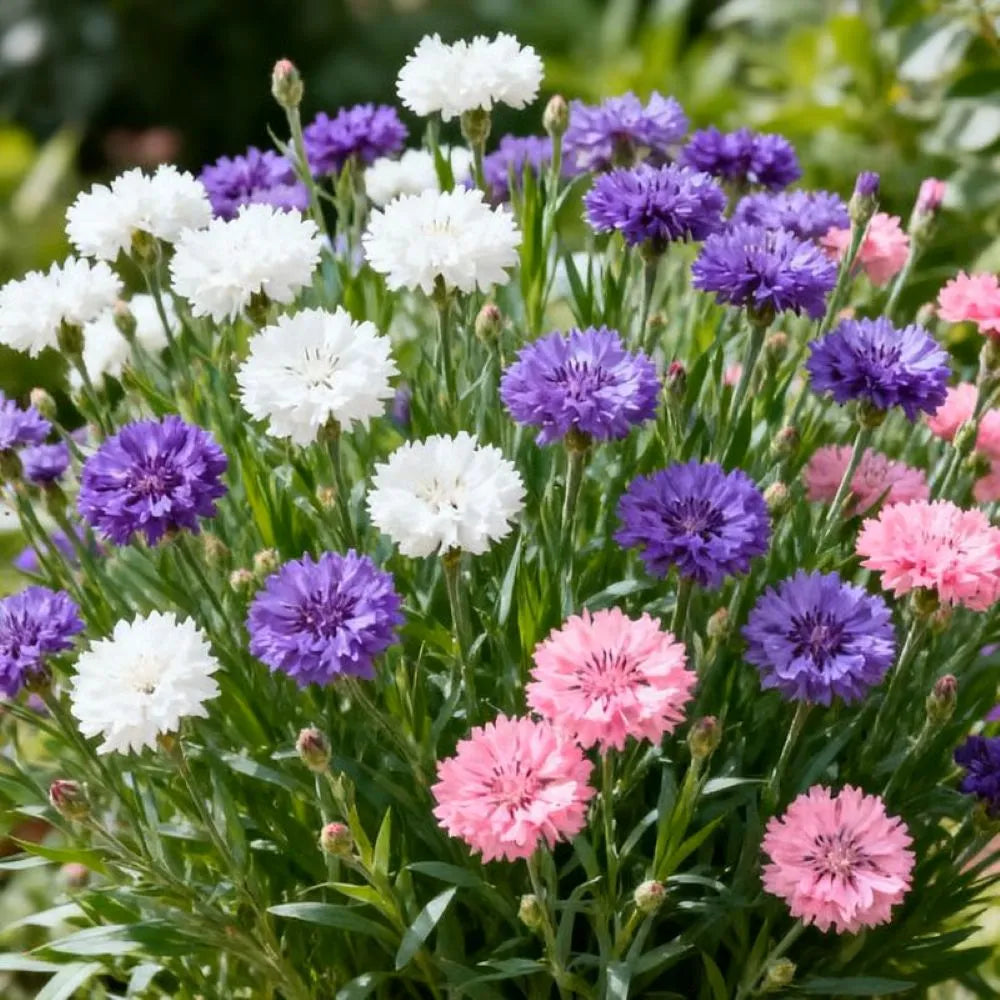 Premium Cornflower Seeds🌸